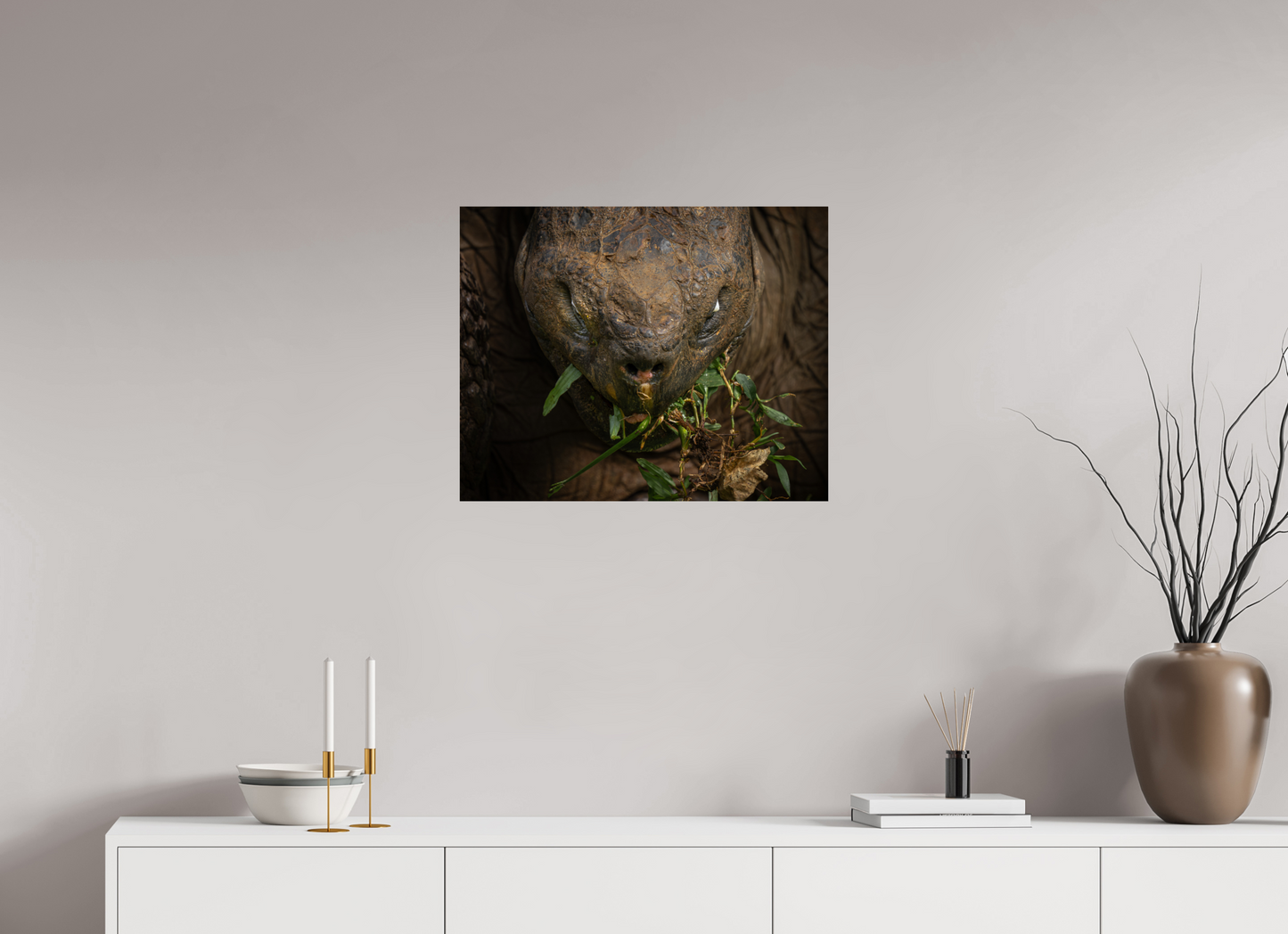 Galapagos Giant Tortoise