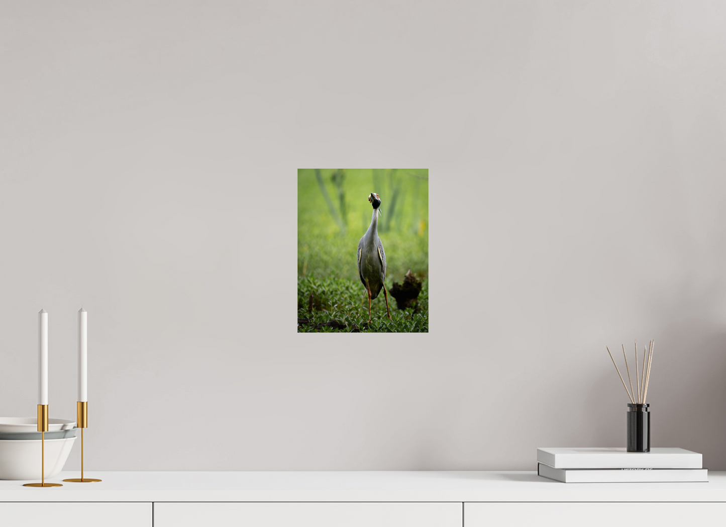 Yellow-crowned Night Heron