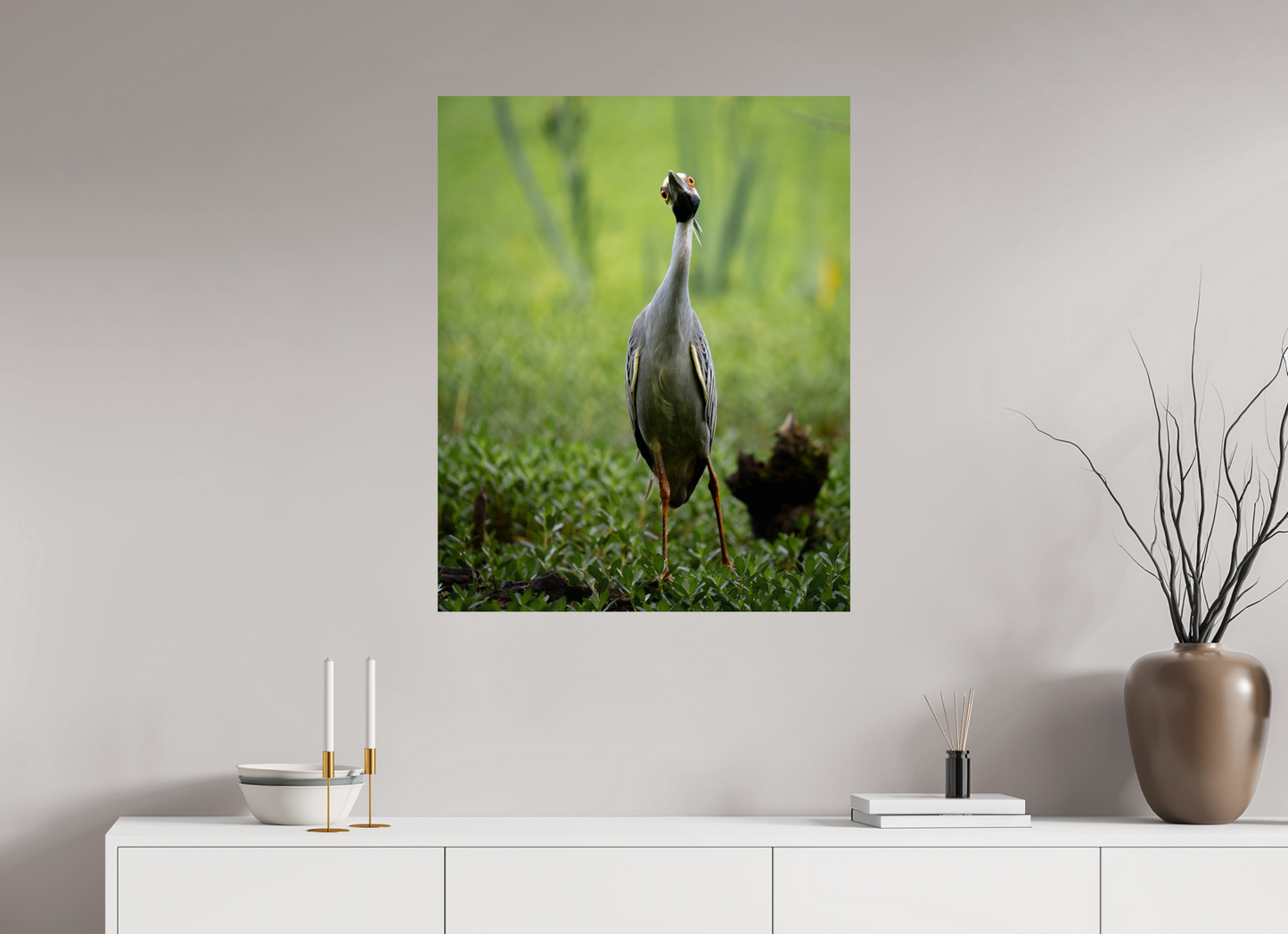 Yellow-crowned Night Heron