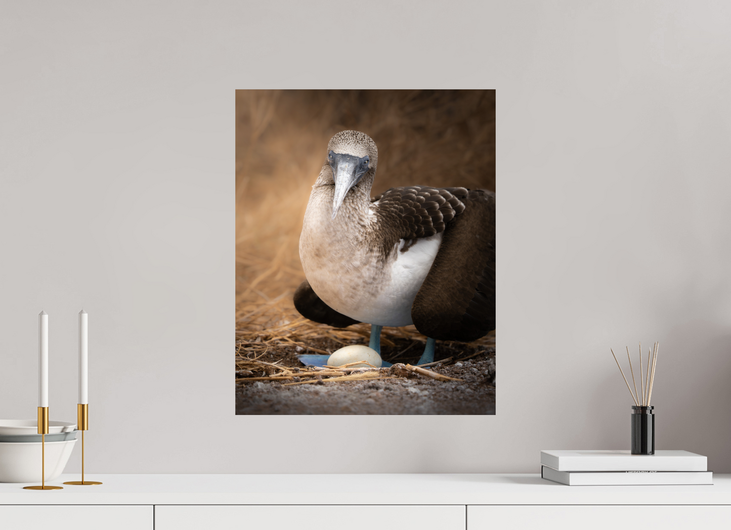 Blue Footed Booby with Egg