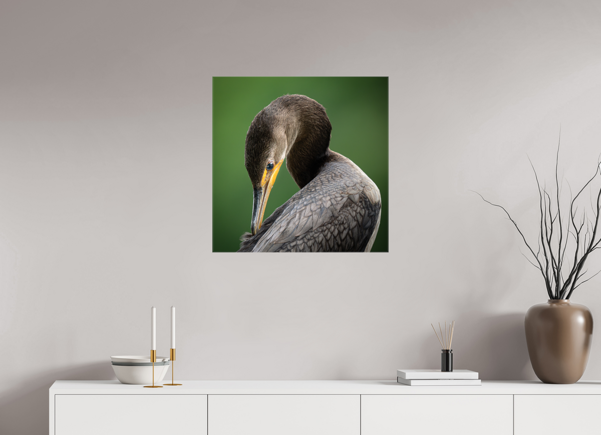 25 x 25″, Glossy Canvas with Wrapped Edges Double-crested Cormorant