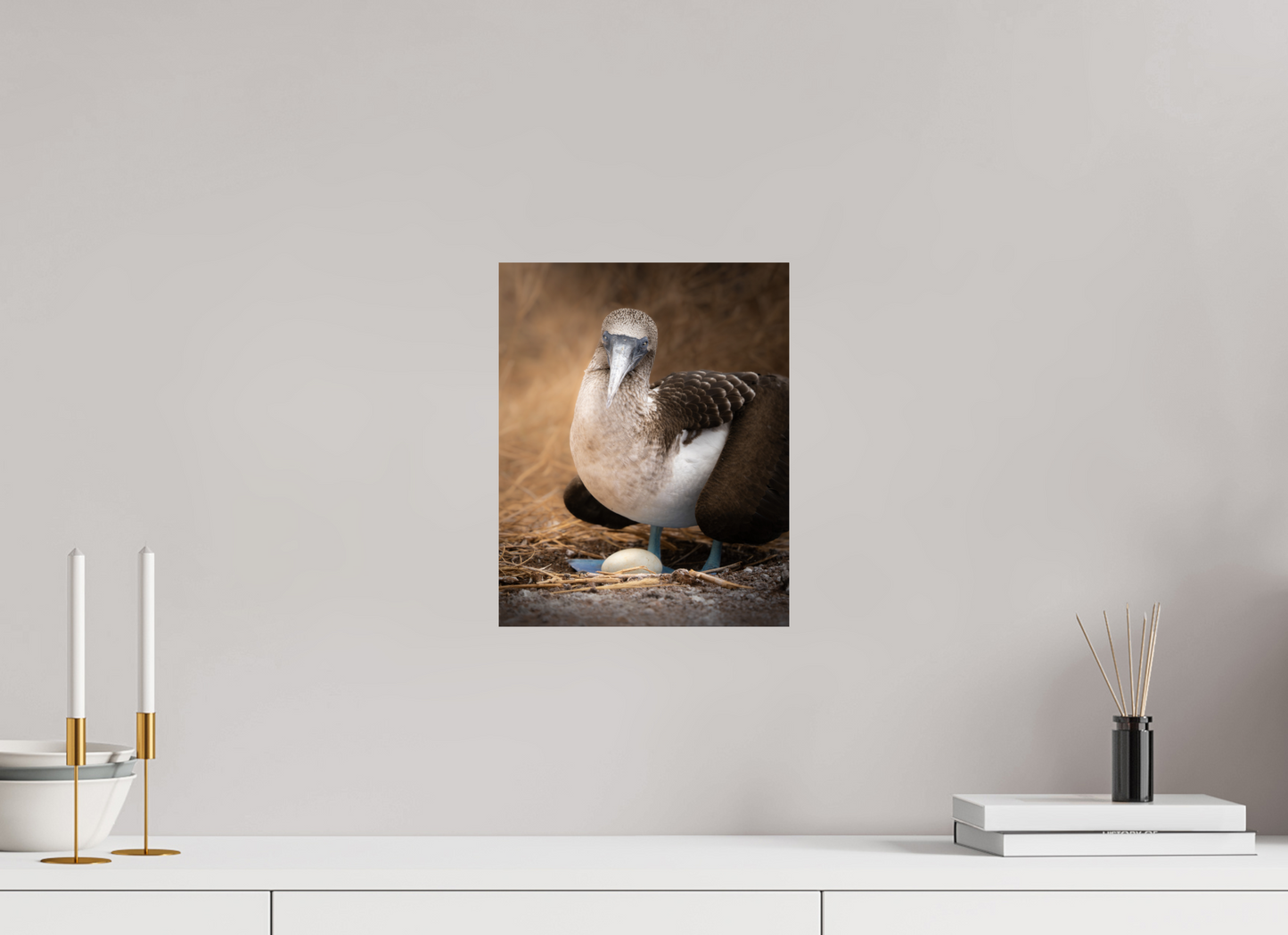 Blue Footed Booby with Egg