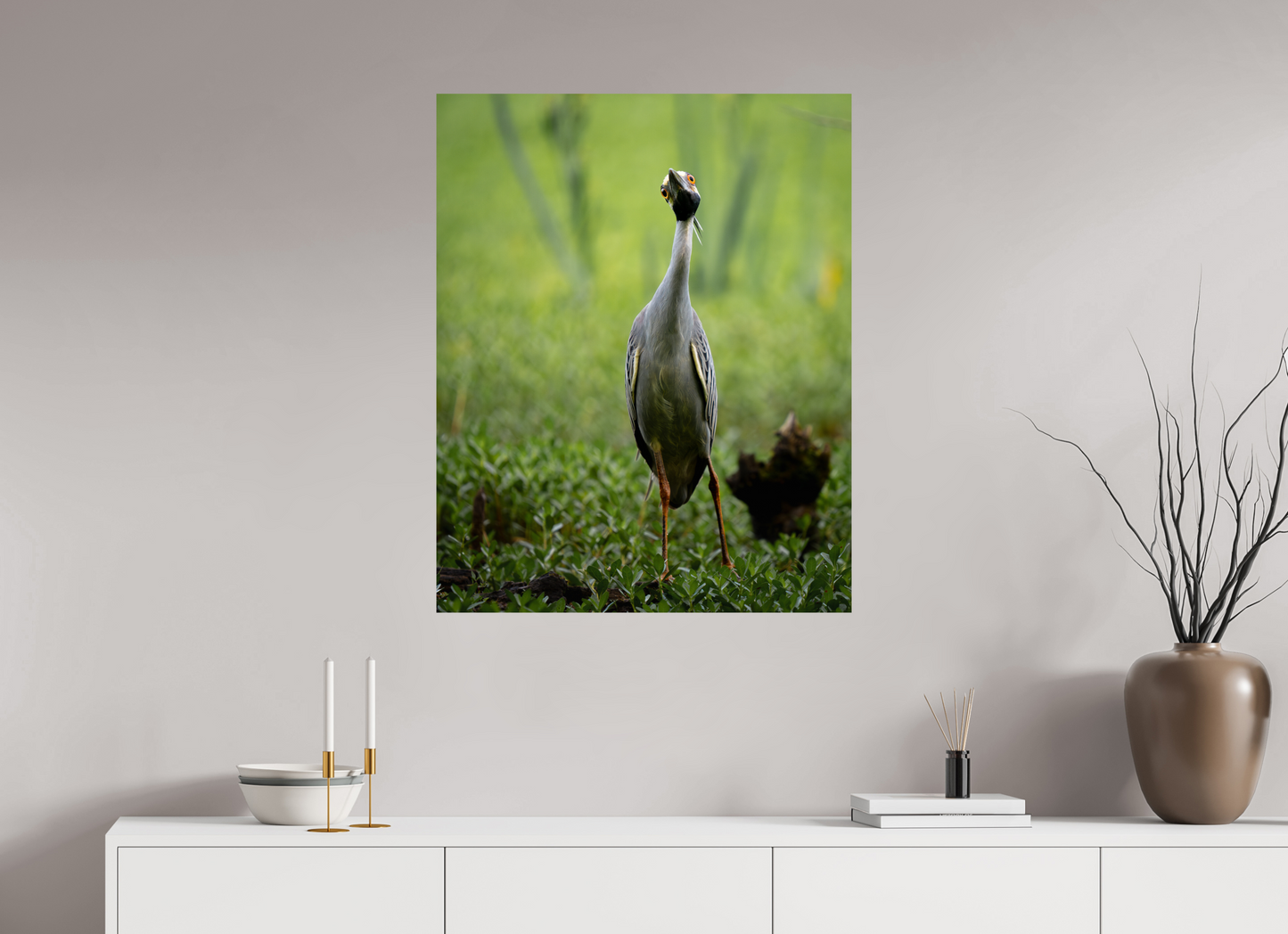 Yellow-crowned Night Heron