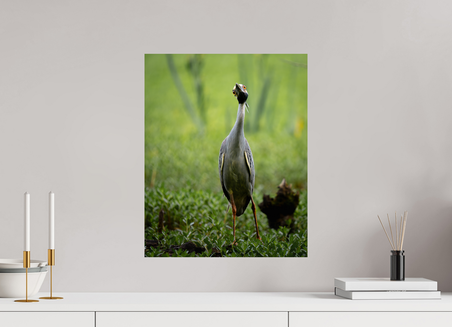 Yellow-crowned Night Heron