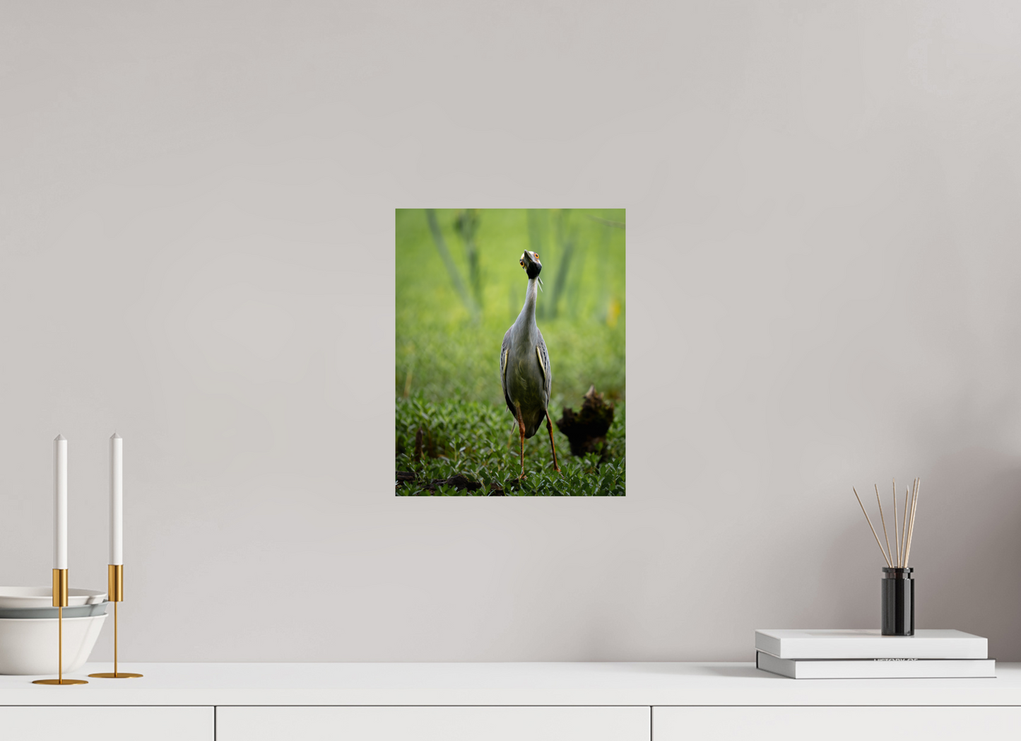 Yellow-crowned Night Heron
