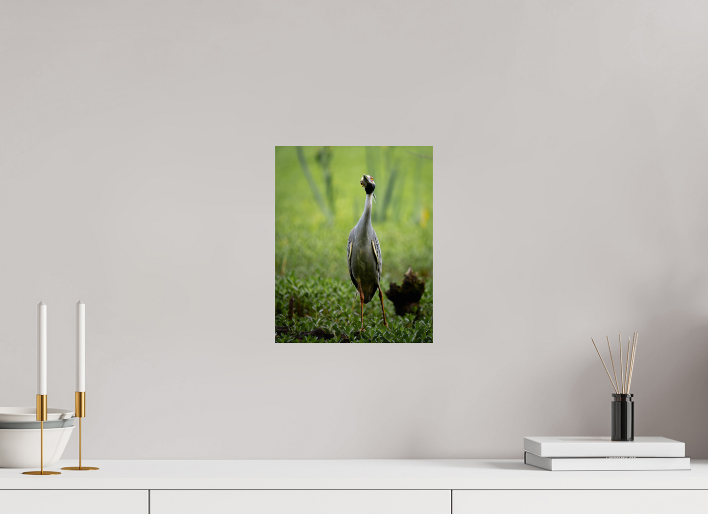 Yellow-crowned Night Heron