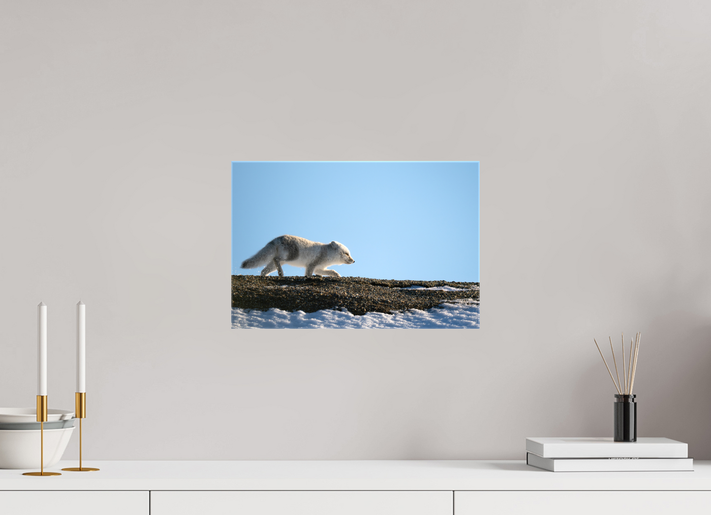 15 x 10″, Glossy Canvas with Wrapped Edges Arctic Fox on Ridge, 15x10