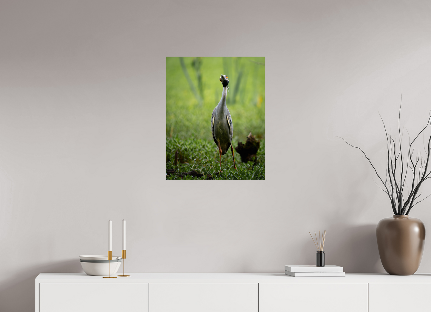 Yellow-crowned Night Heron