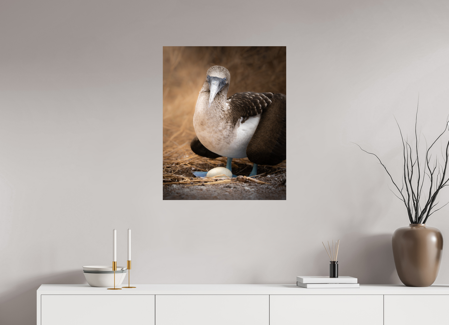 Blue Footed Booby with Egg