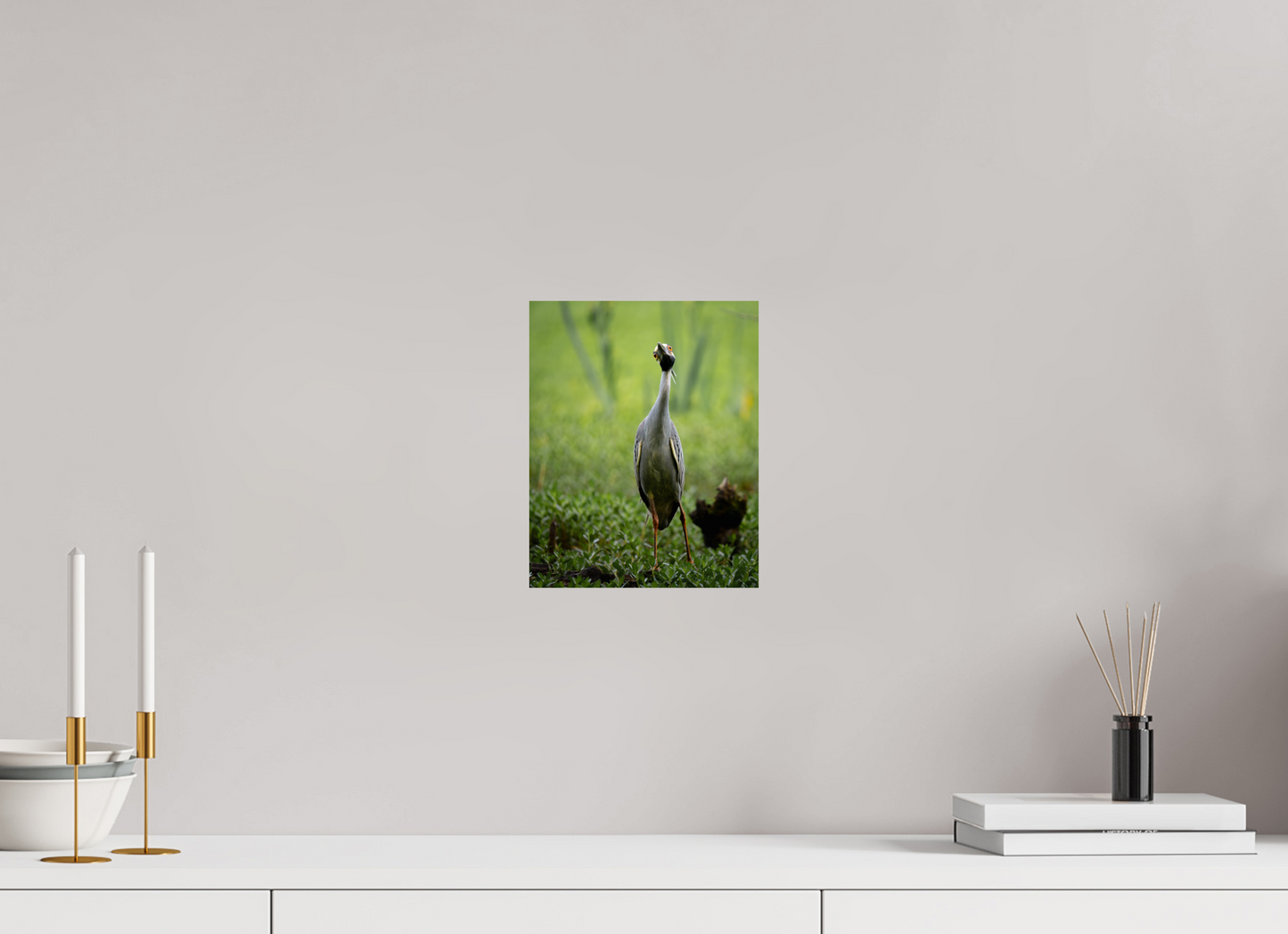 Yellow-crowned Night Heron