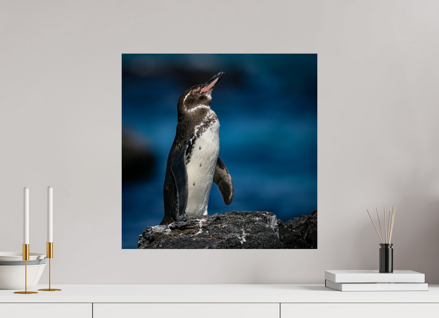 Galapagos Penguin