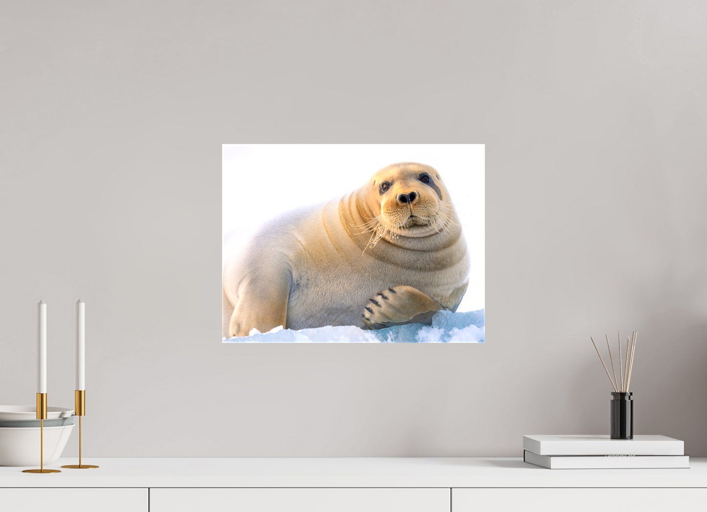 16 x 12″, Glossy Canvas with Wrapped Edges Bearded Seal, 16x12