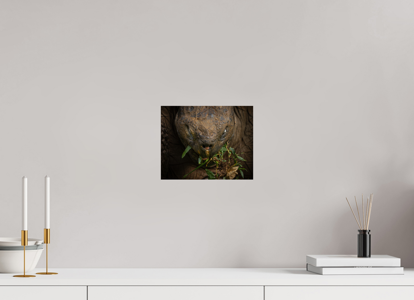 Galapagos Giant Tortoise