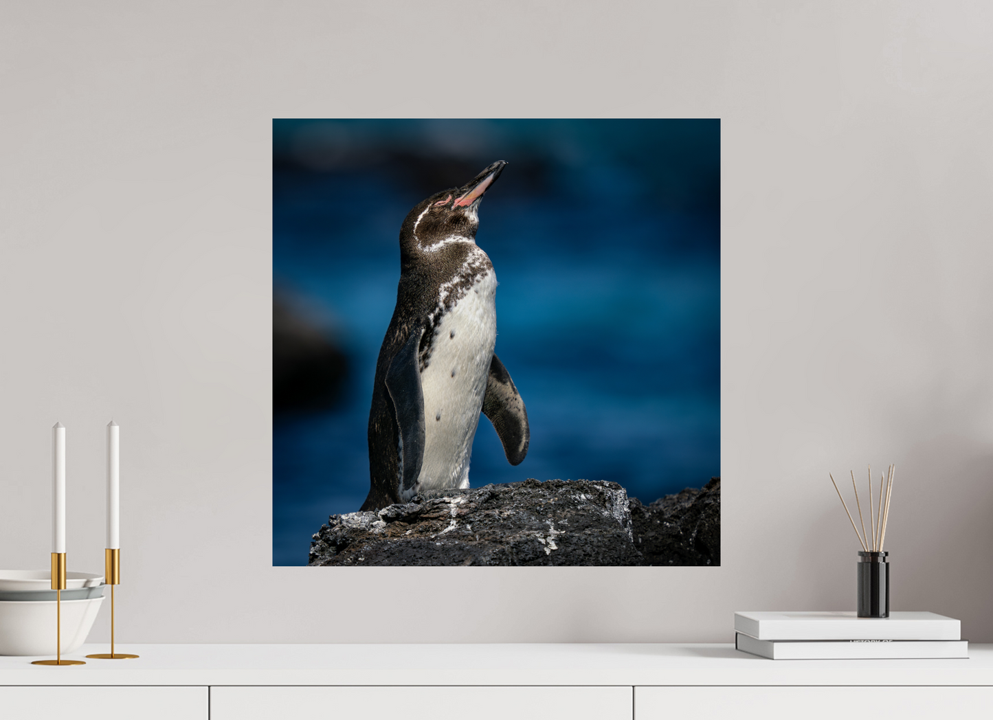 Galapagos Penguin