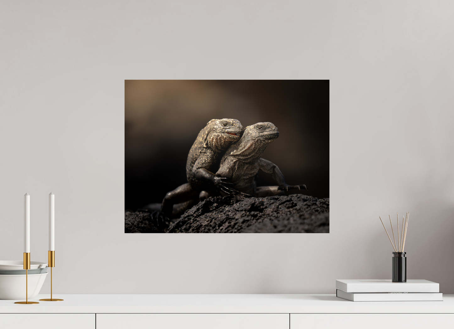 Juvenile Marine Iguanas