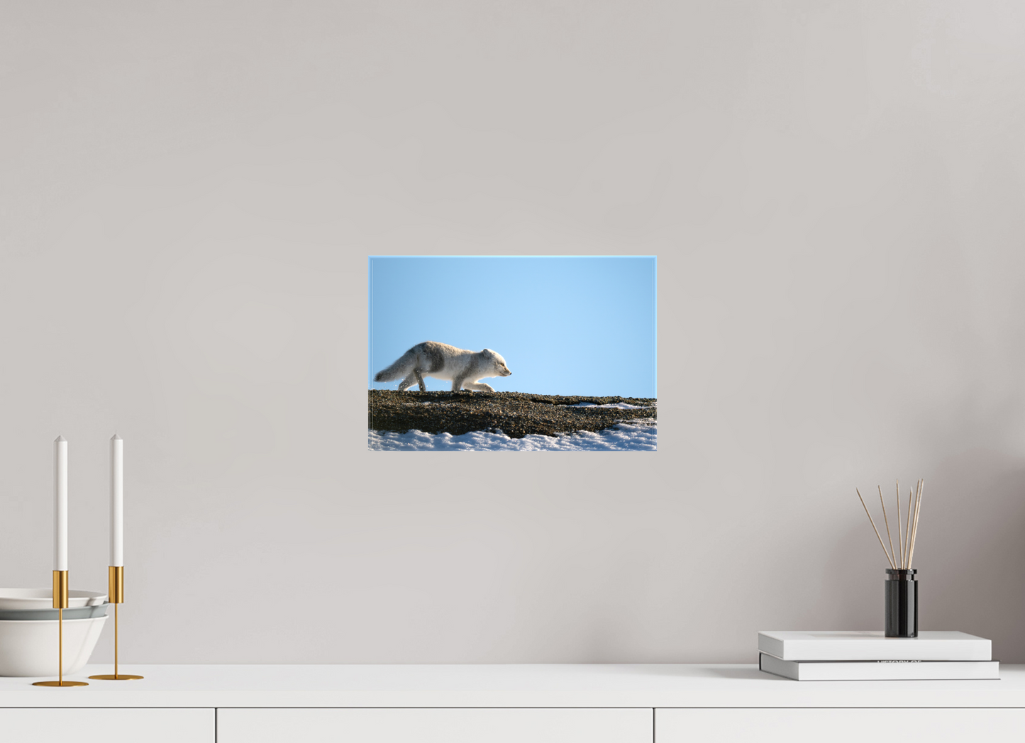 12 x 8″, Glossy Canvas with Wrapped Edges Arctic Fox on Ridge, 12x8