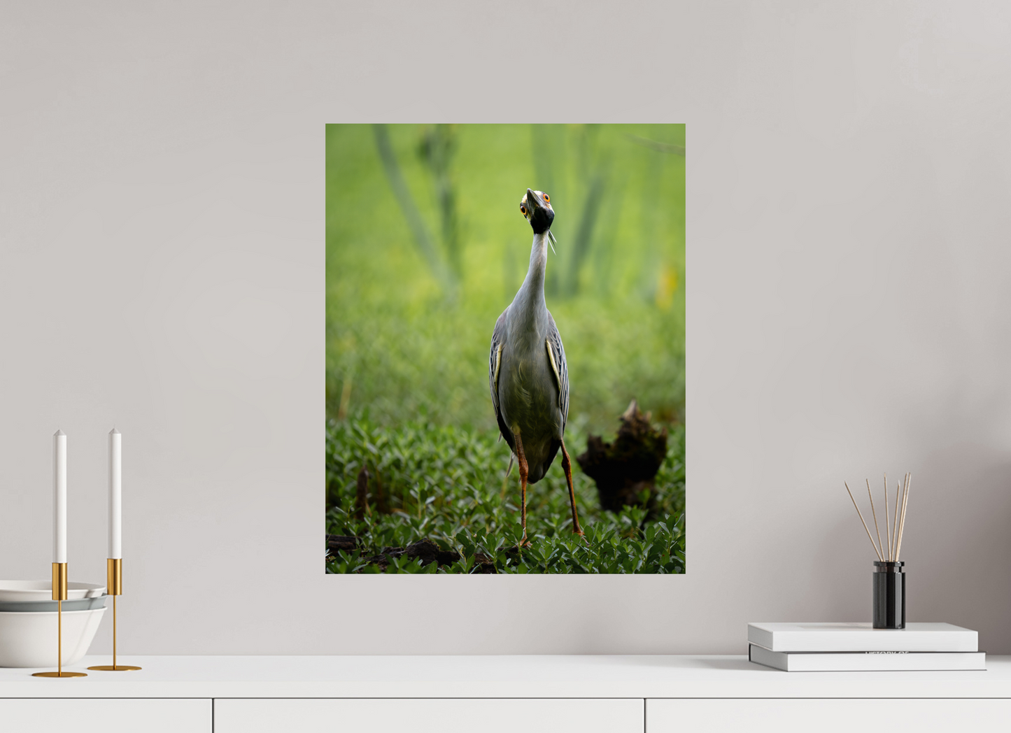 Yellow-crowned Night Heron