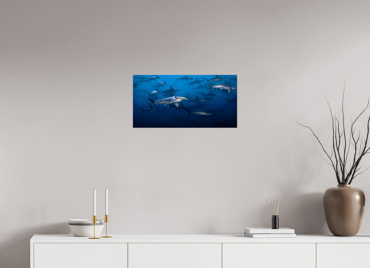 24 x 12″, Glossy Canvas with Wrapped Edges Hammerhead Sharks