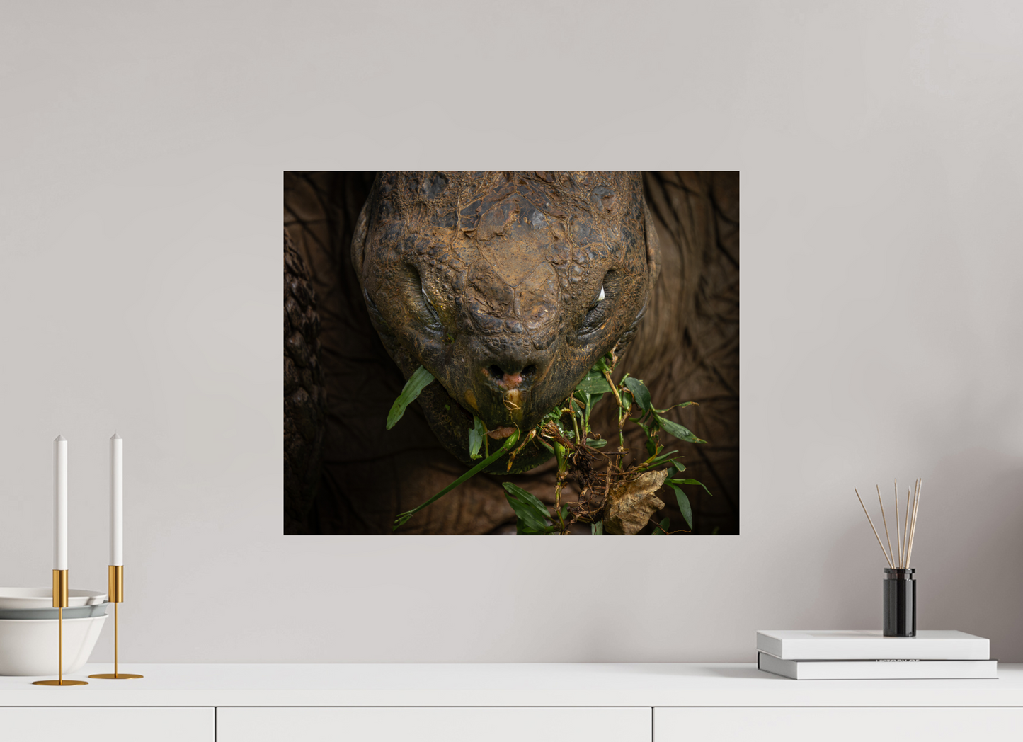 Galapagos Giant Tortoise