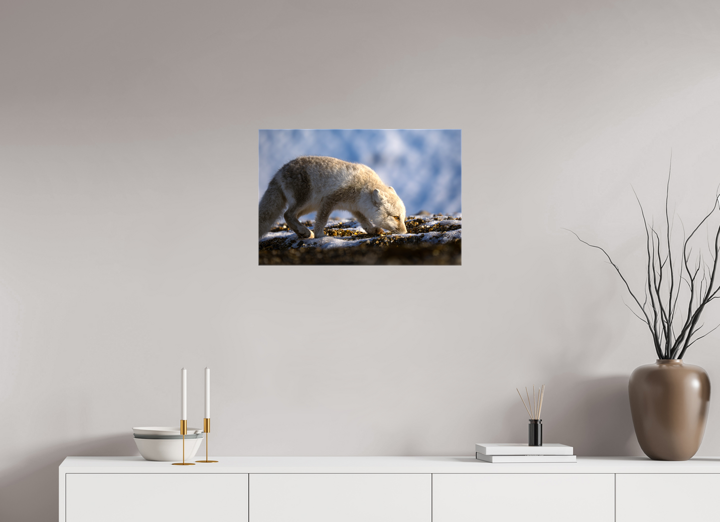 24 x 16″, Glossy Canvas with Wrapped Edges Arctic Fox Sniffing, 24x16