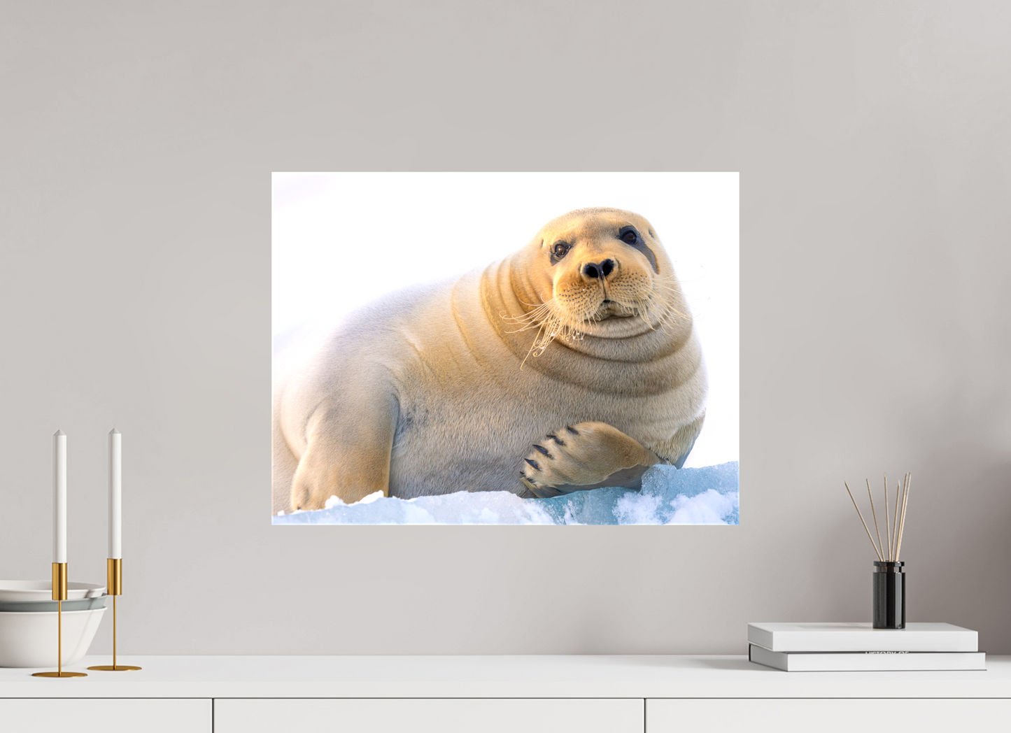 20 x 15″, Glossy Canvas with Wrapped Edges Bearded Seal, 20x15