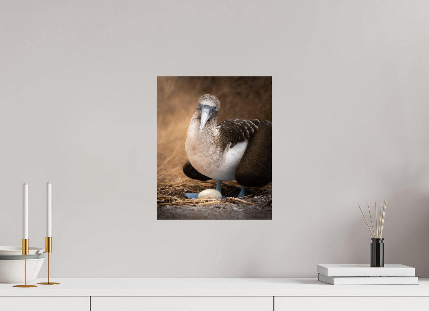 Blue Footed Booby with Egg