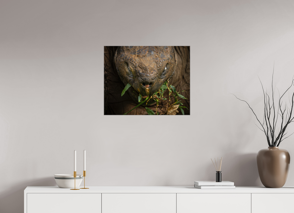 25 x 20″, Glossy Canvas with Wrapped Edges Galapagos Giant Tortoise