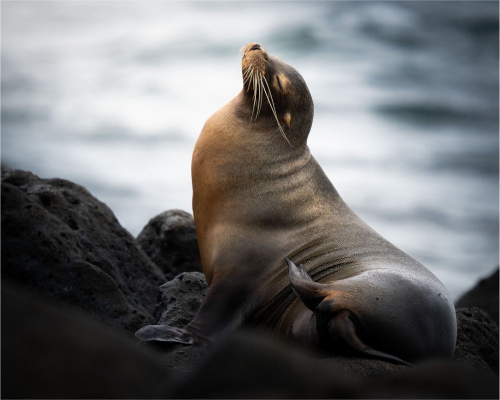 Sea Lion