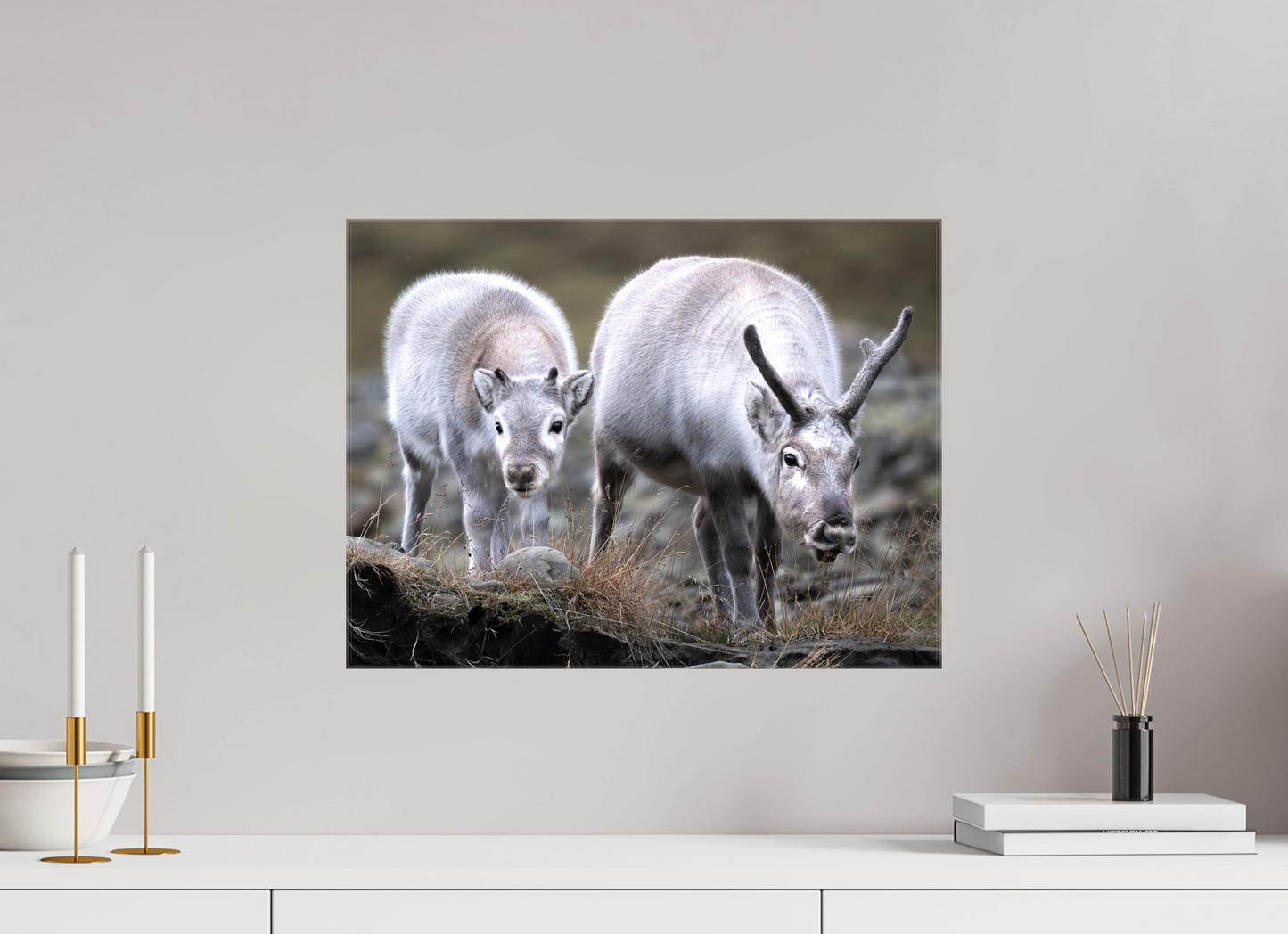 20 x 15″, Glossy Canvas with Wrapped Edges Reindeer Mother and Calf, 20x15