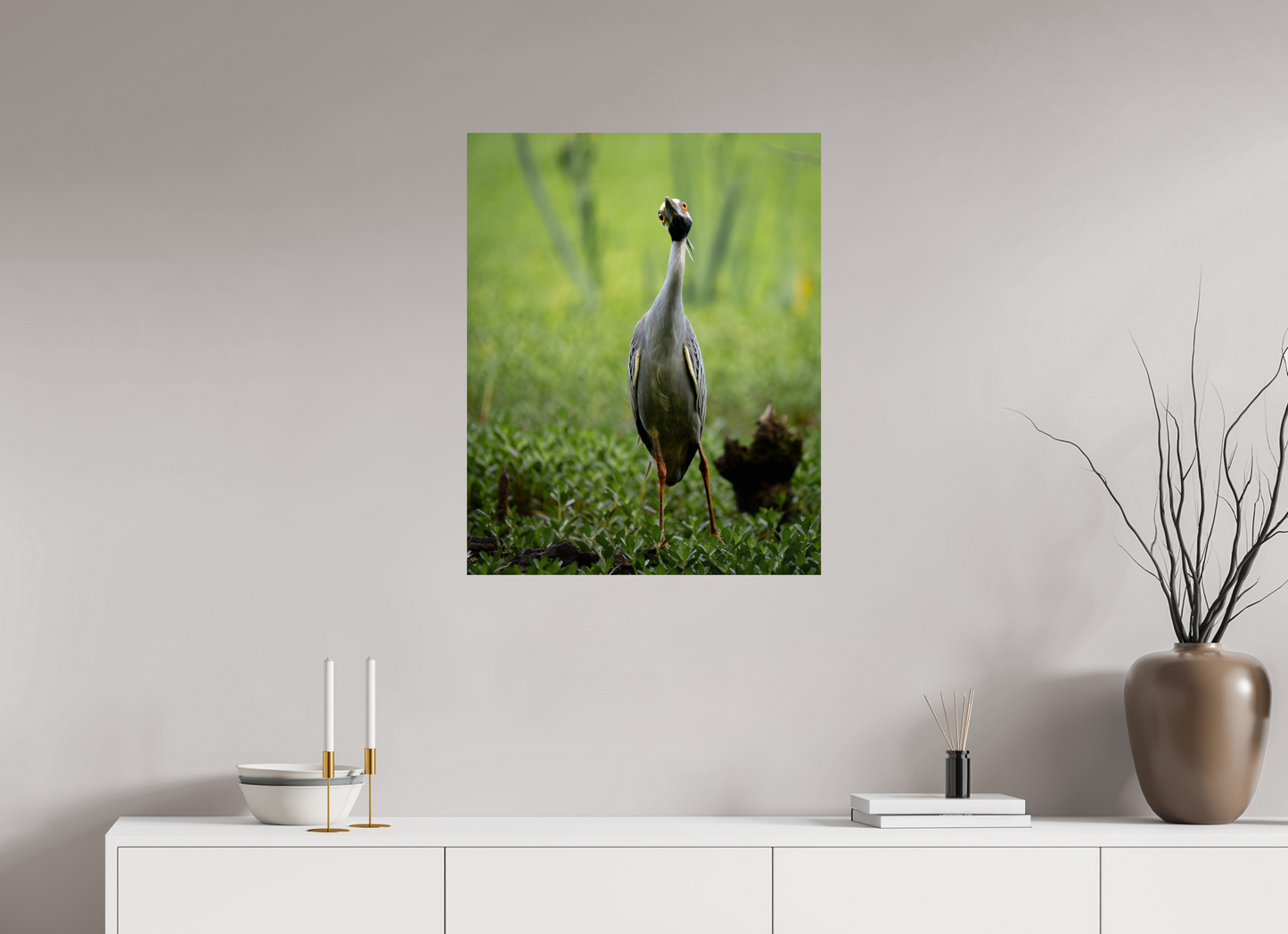 Yellow-crowned Night Heron