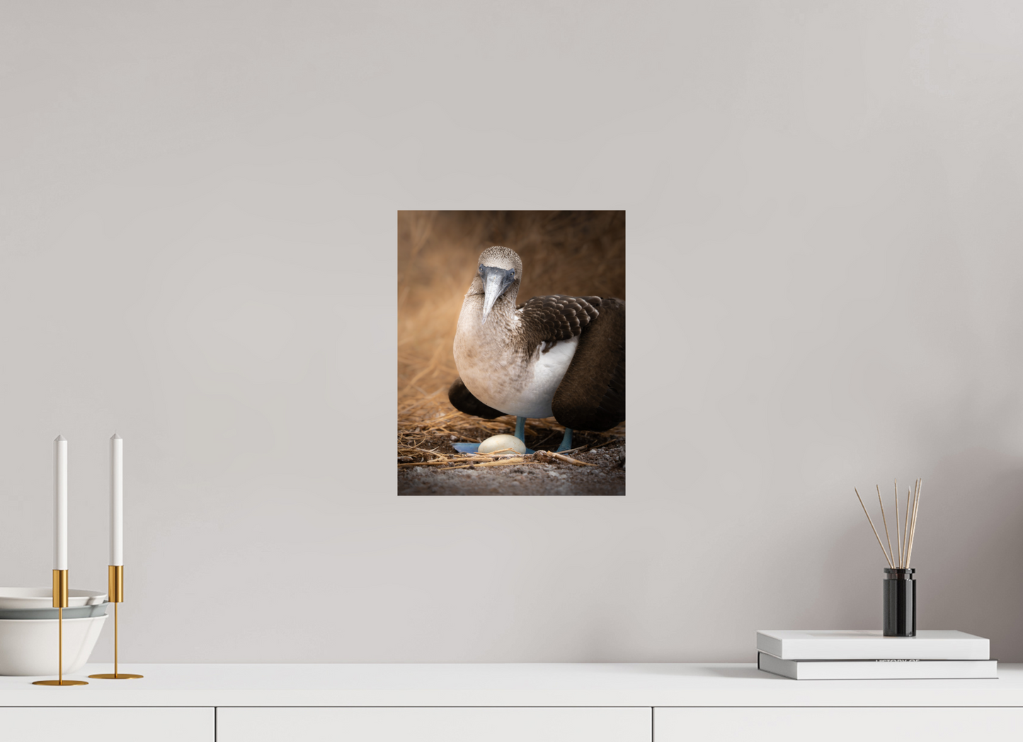Blue Footed Booby with Egg