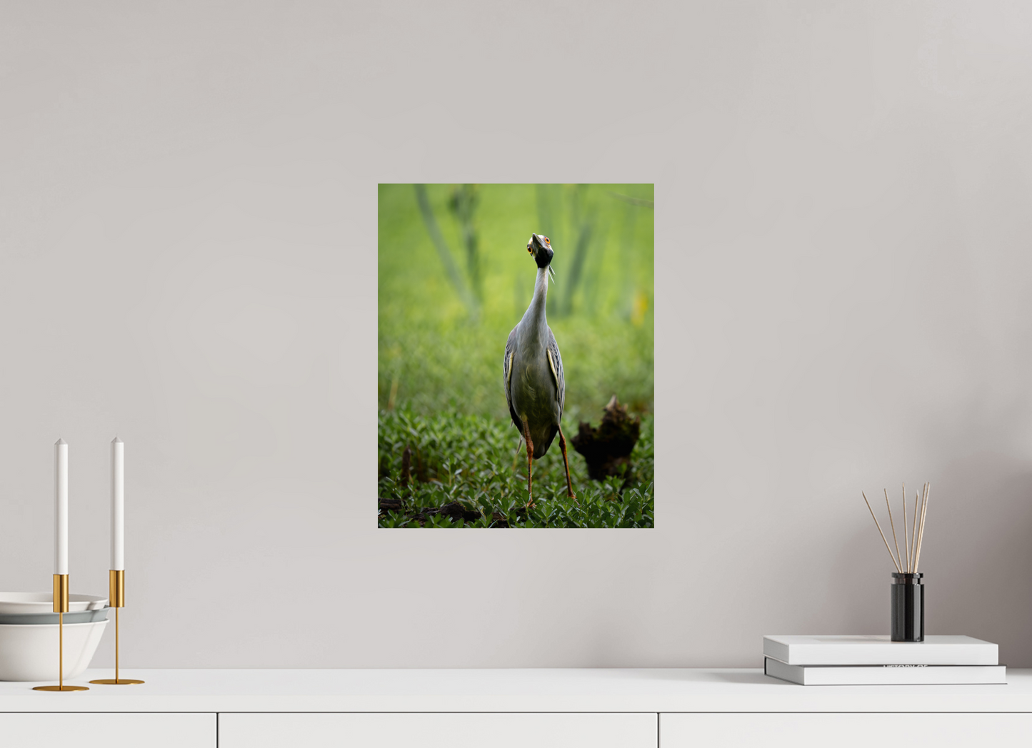 Yellow-crowned Night Heron