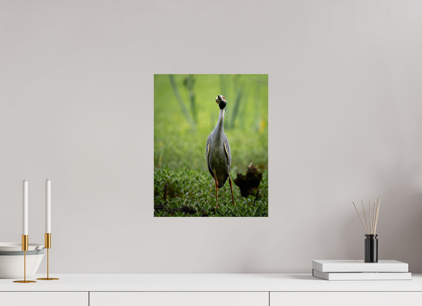 Yellow-crowned Night Heron