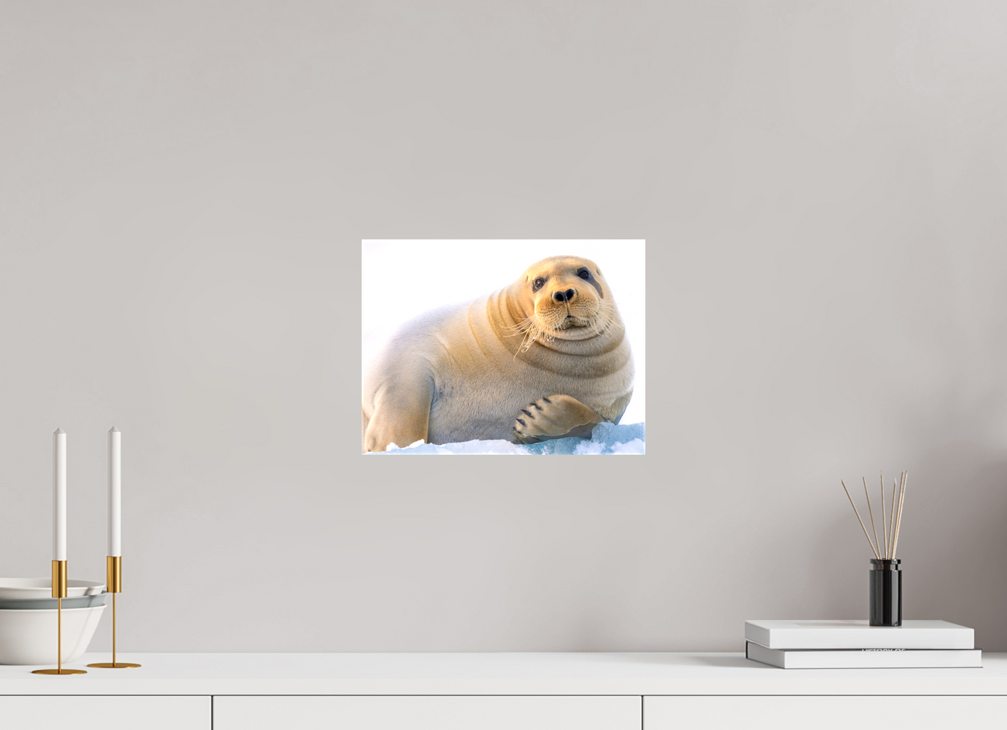 12 x 9″, Glossy Canvas with Wrapped Edges Bearded Seal, 12x9