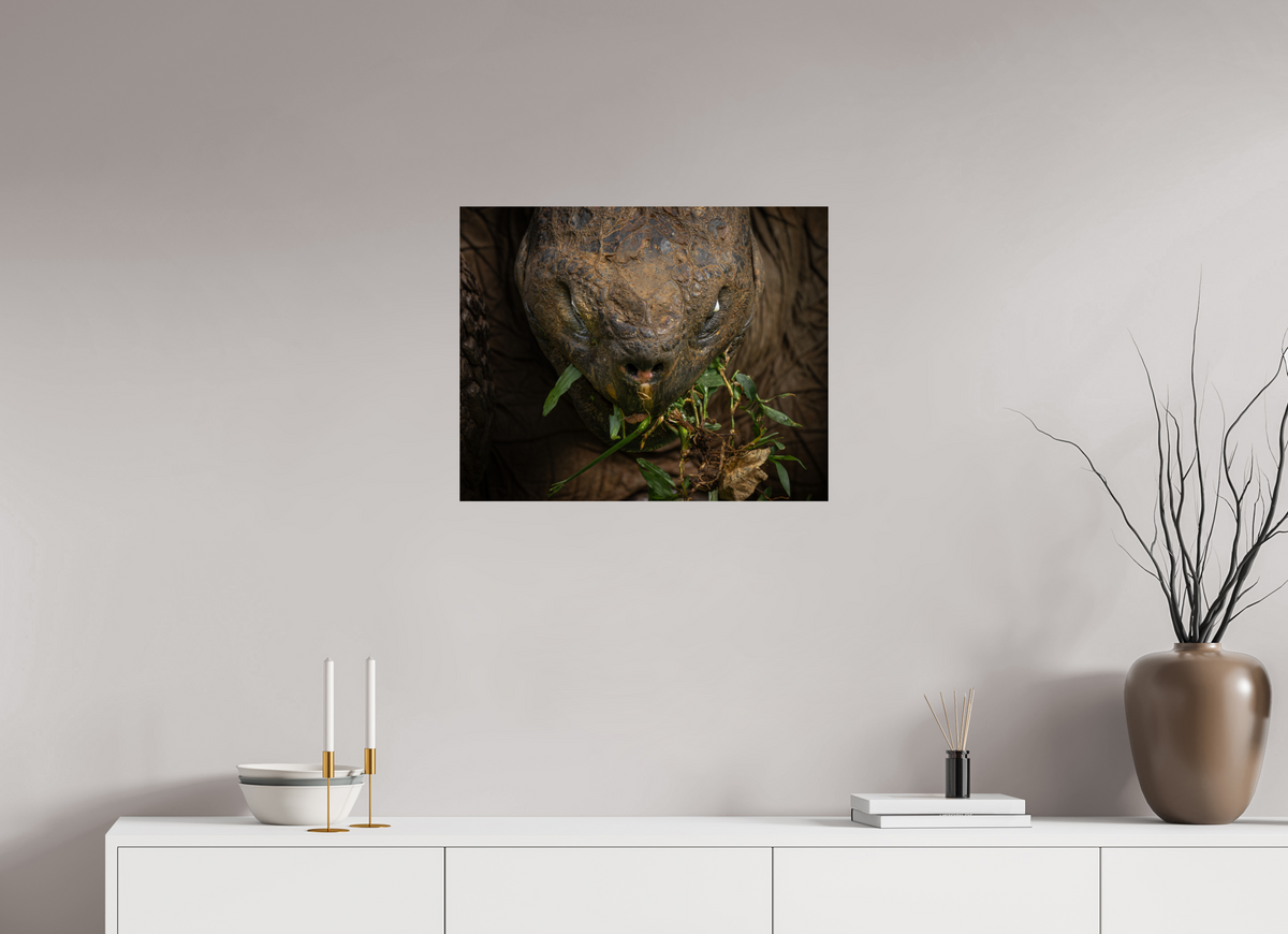 25 x 20″, Budget Print on Fuji Crystal DP II Galapagos Giant Tortoise