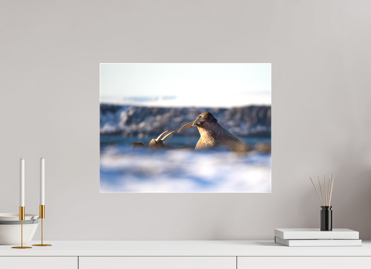 20 x 15″, Glossy Canvas with Wrapped Edges Walrus Sandwich