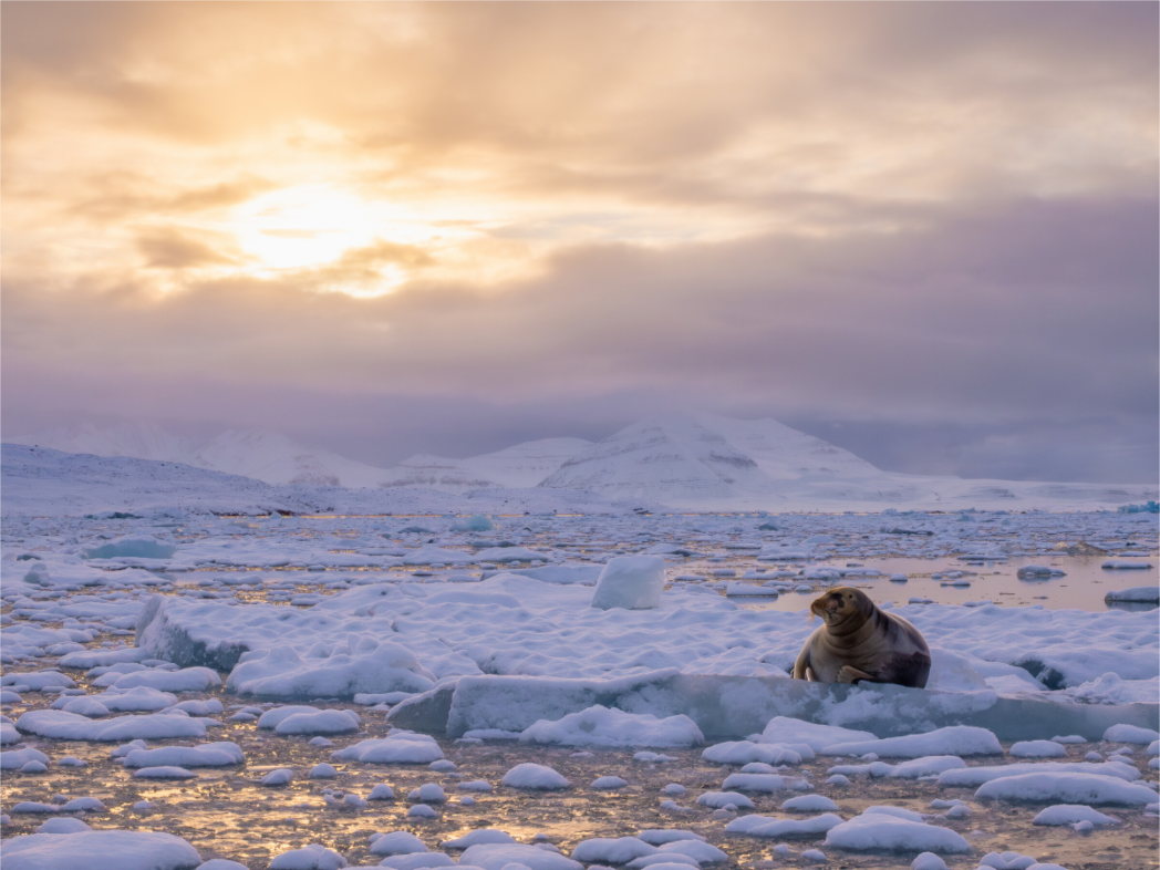 Main image Bearded Seal at Sunset, 20x15
