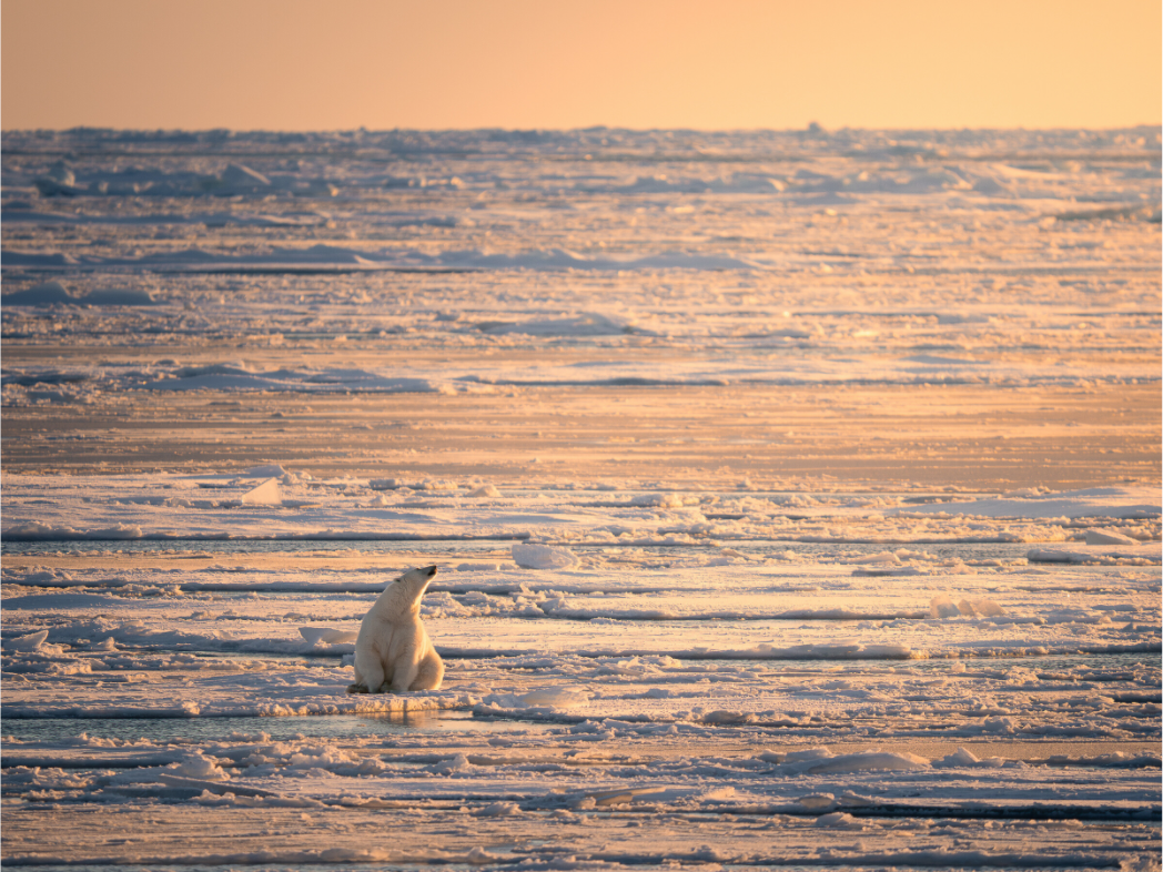 Main image Polar Bear at Sunset, 12x9