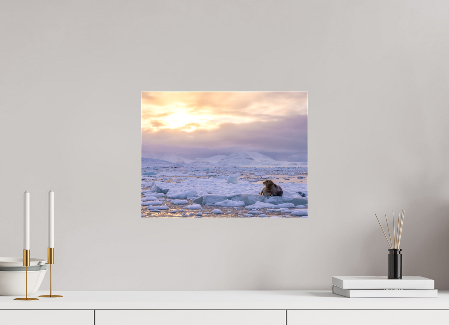 16 x 12″, Glossy Canvas with Wrapped Edges Bearded Seal at Sunset, 16x12