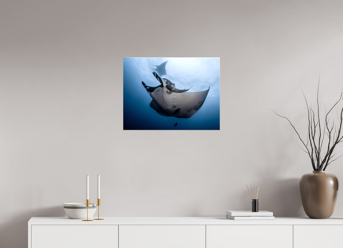 24 x 18″, Glossy Canvas with Wrapped Edges Manta Ray