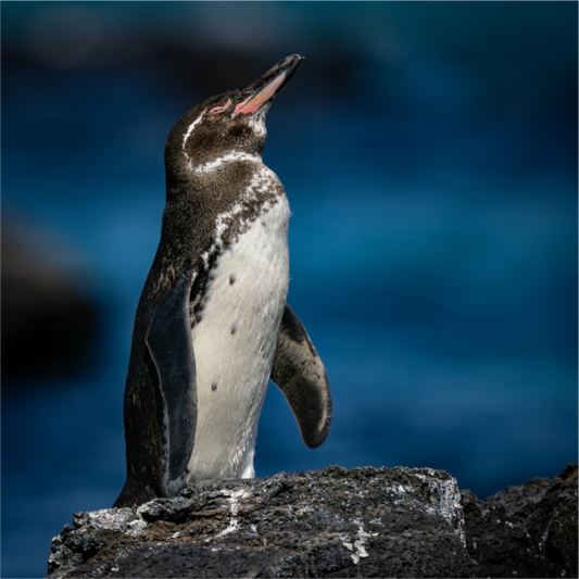 Galapagos Penguin