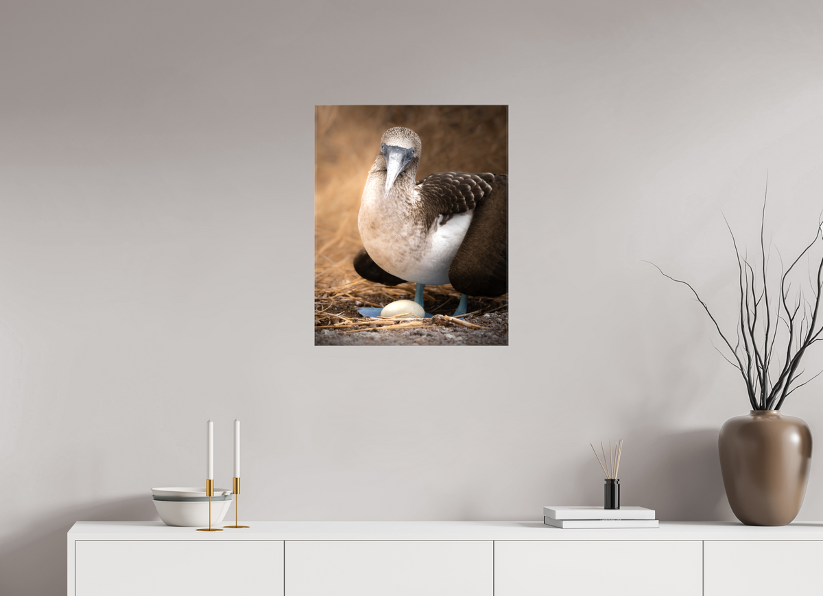 20 x 25″, Glossy Canvas with Wrapped Edges Blue Footed Booby with Egg