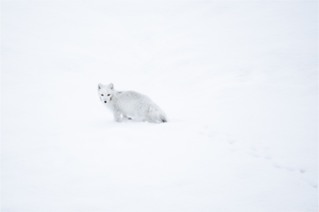Main image White Arctic Fox in Snow, 24x16