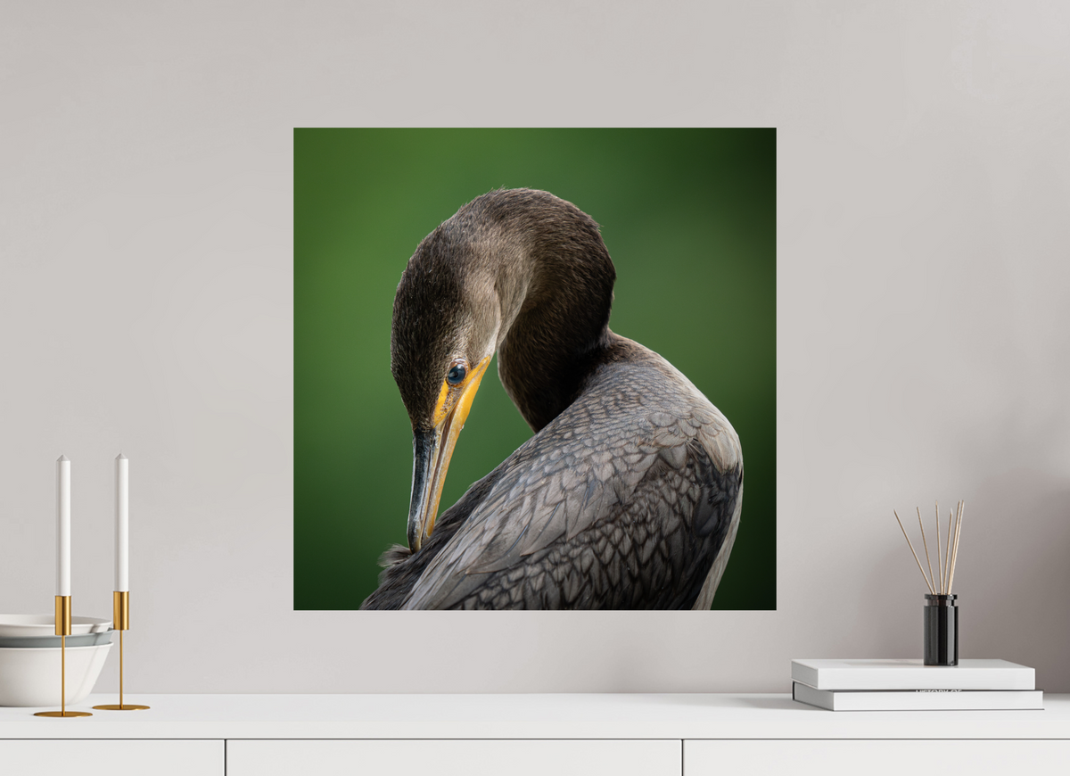 20 x 20″, ChromeLuxe HD Metal Print Double-crested Cormorant