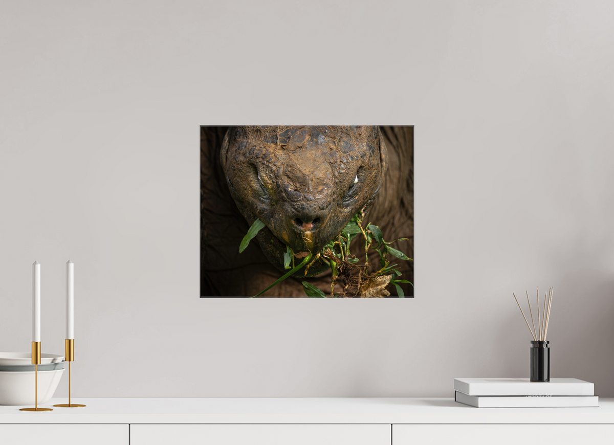 15 x 12″, Glossy Canvas with Wrapped Edges Galapagos Giant Tortoise