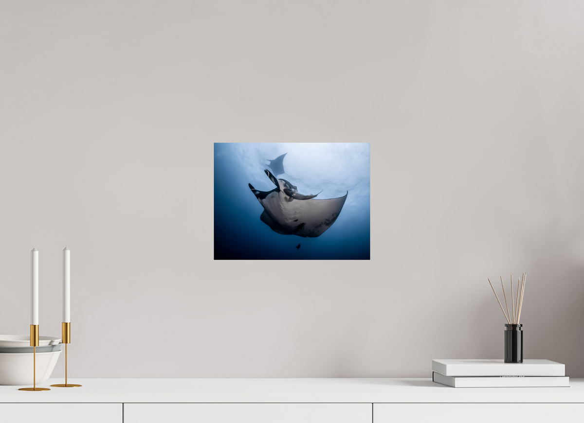 12 x 9″, Fine Art Print on Hahnemühle Baryta Manta Ray