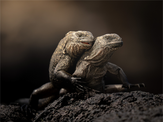 Juvenile Marine Iguanas