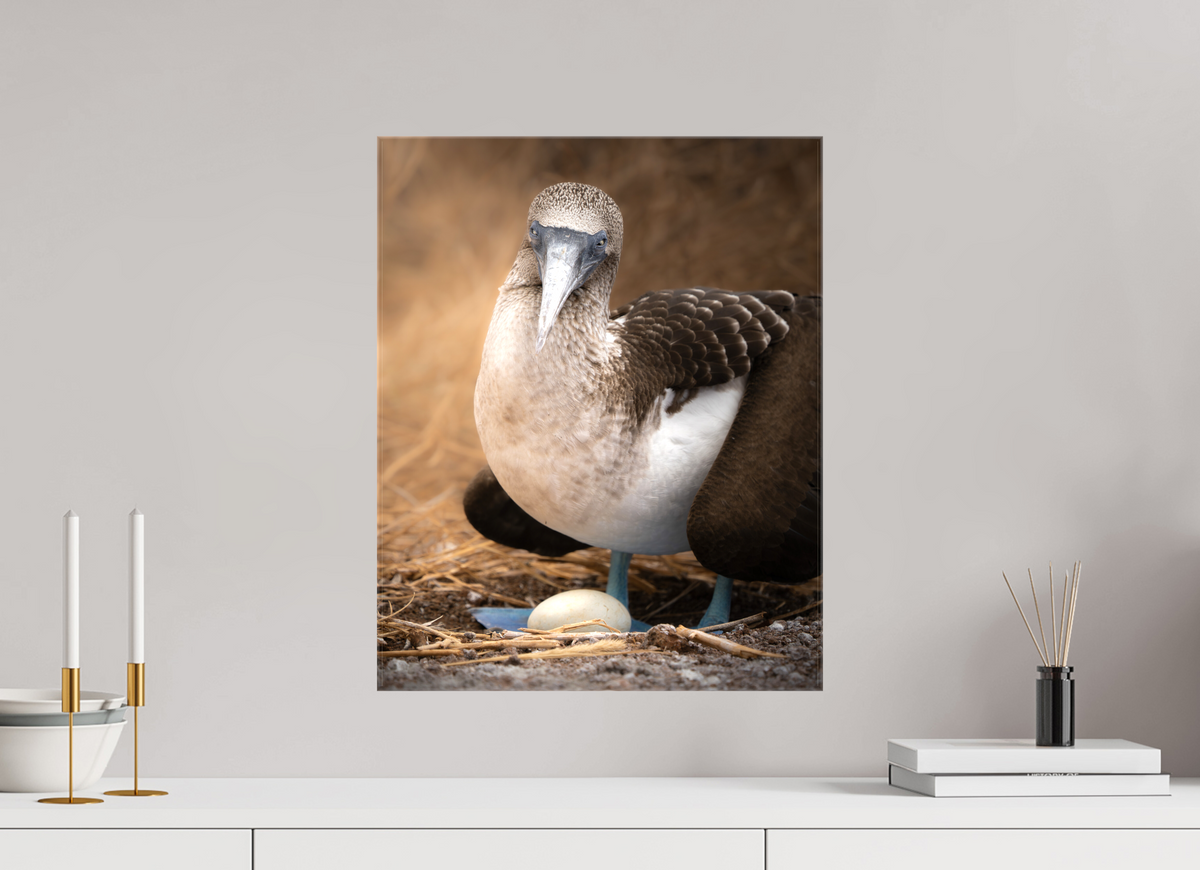 16 x 20″, Glossy Canvas with Wrapped Edges Blue Footed Booby with Egg