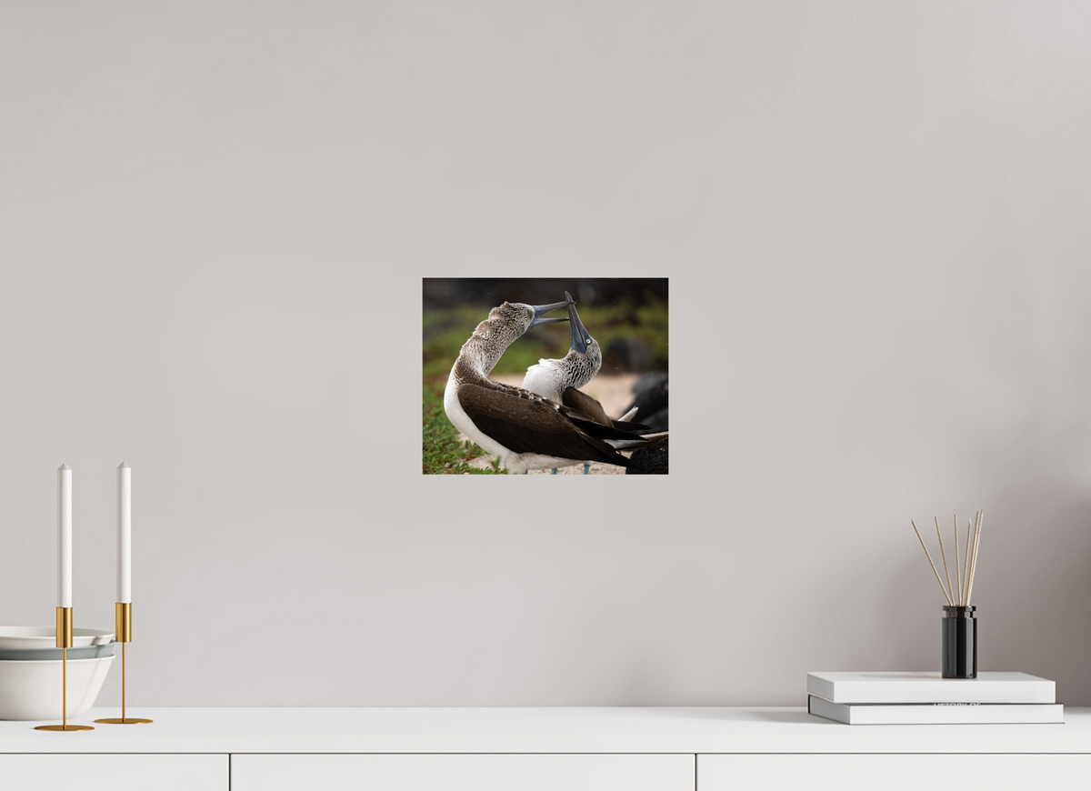10 x 8″, ChromeLuxe HD Metal Print Blue Footed Boobies