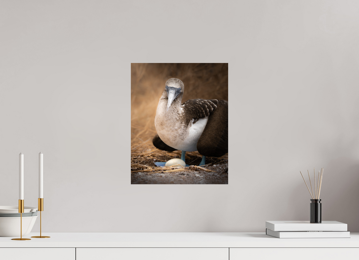 12 x 15″, ChromeLuxe HD Metal Print Blue Footed Booby with Egg